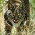 Animales en Extincion
