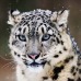 - Animales -